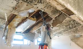 Best Basement Mold Removal  in Squaw Valley, CA